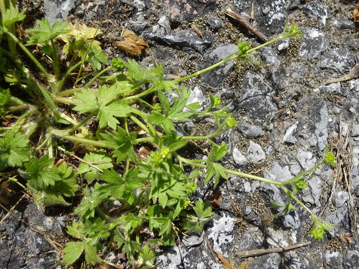 Ranunculus parviflorus subsp. parviflorus (Ranunculaceae)
